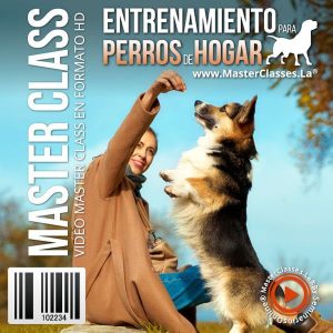 Entrenamiento para Perros de Hogar
